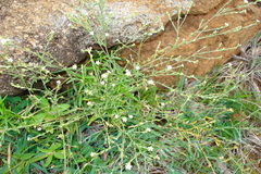 Heliotropium supinum